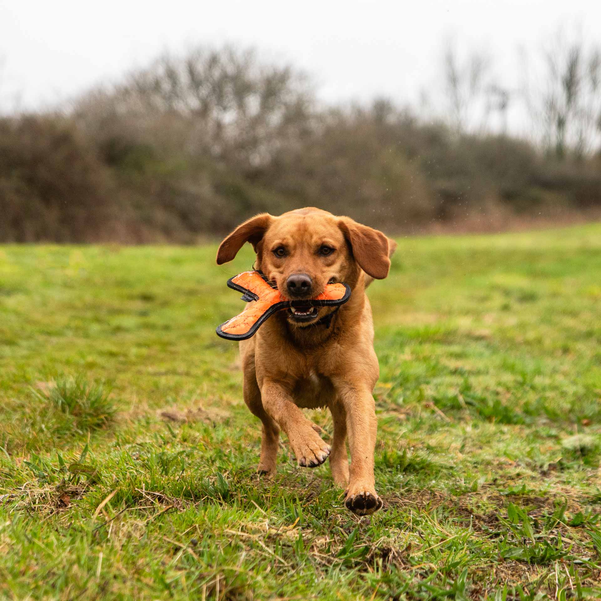 Rubber Throw Dog Toy - variant[Orange]