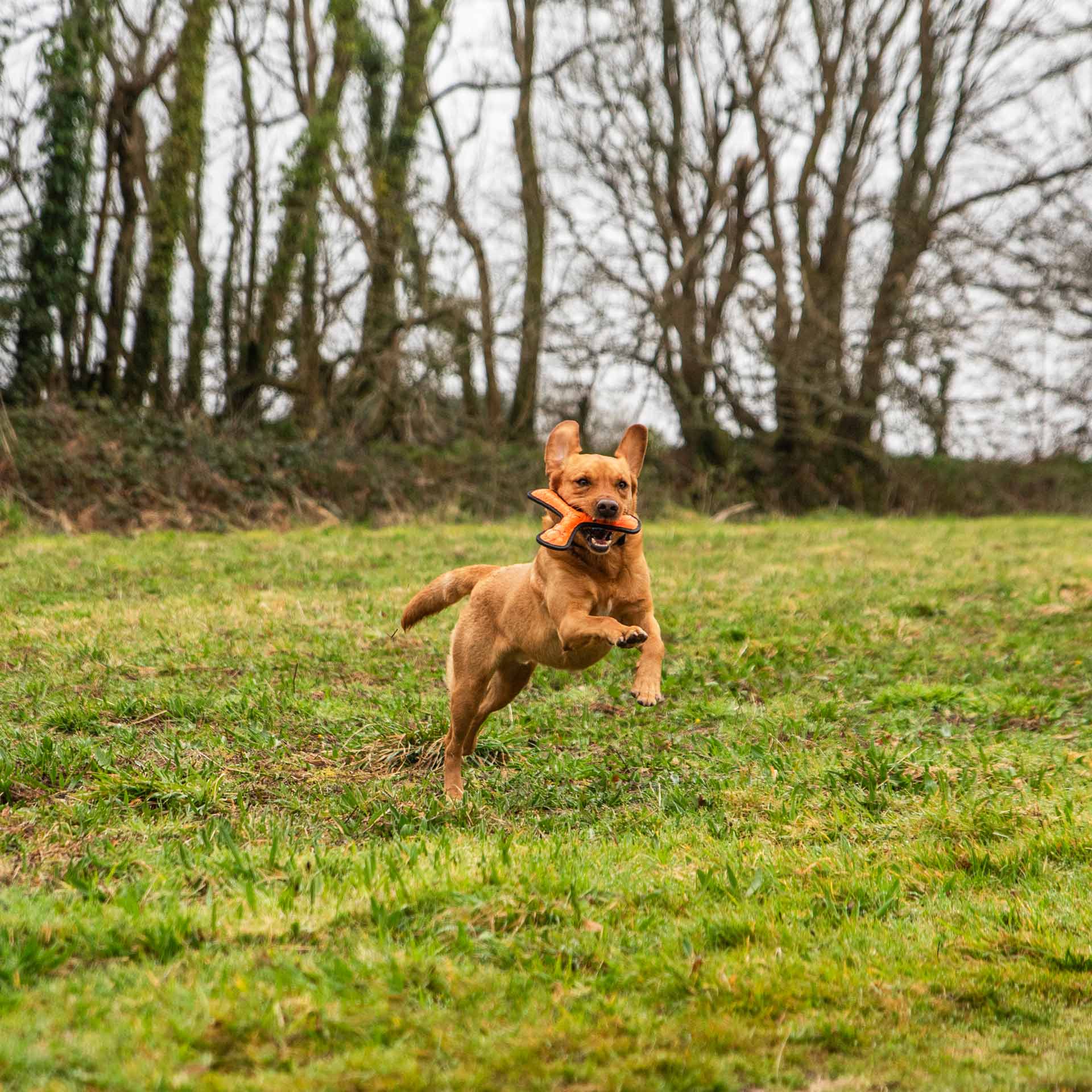 Rubber Throw Dog Toy - variant[Orange]