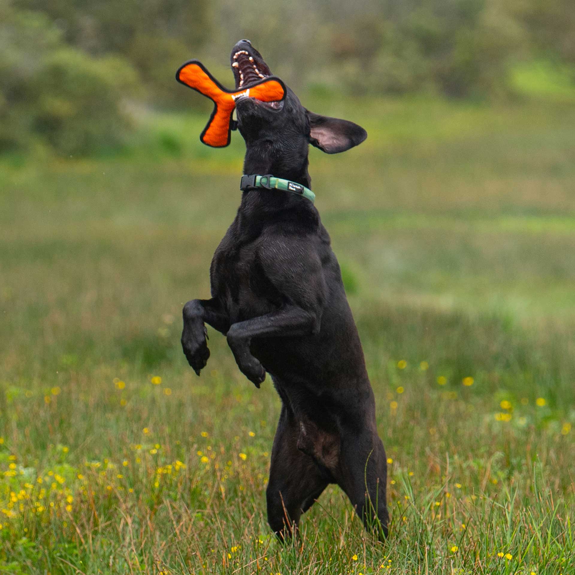 Rubber Throw Dog Toy - variant[Orange]