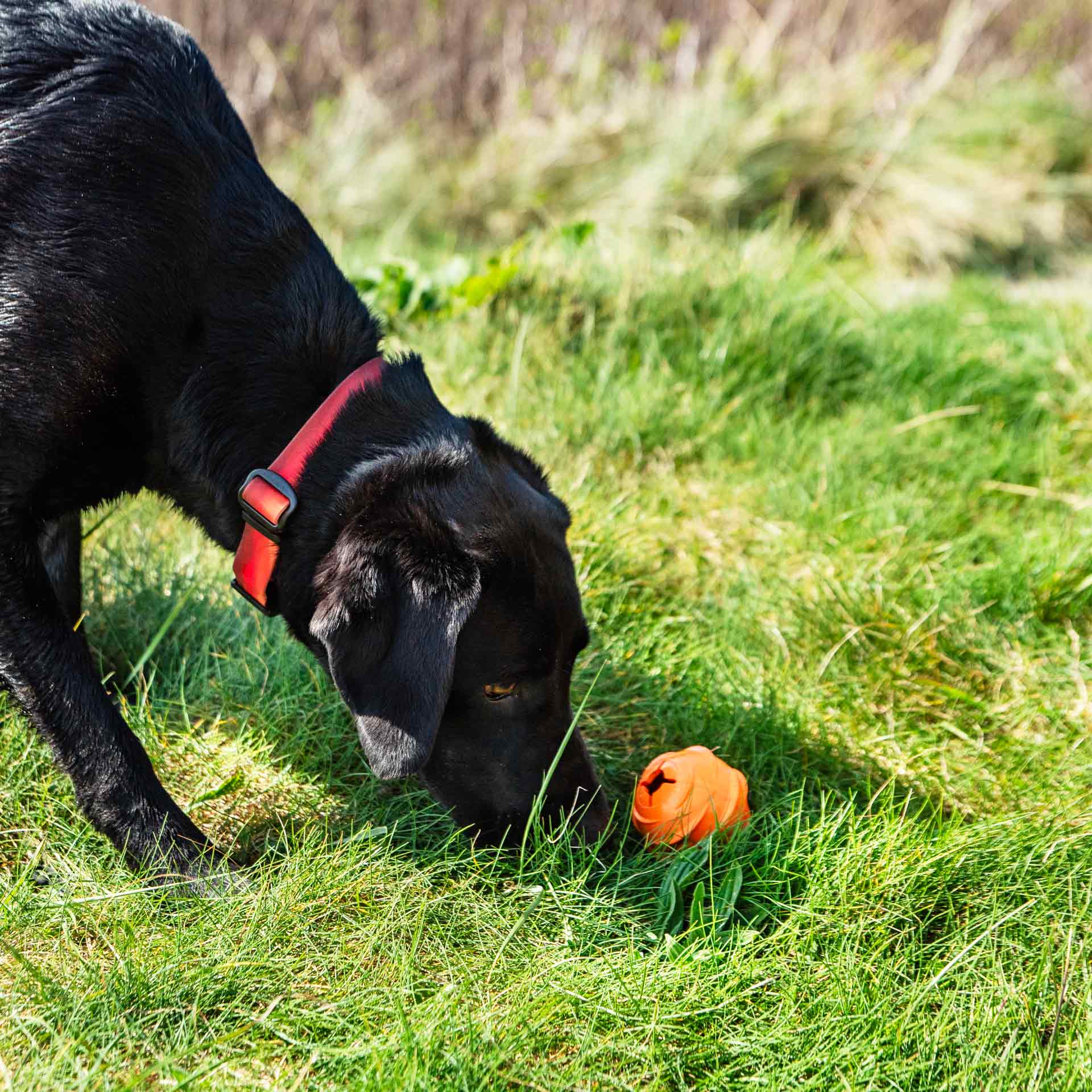 Dog Treat Ball Dispenser