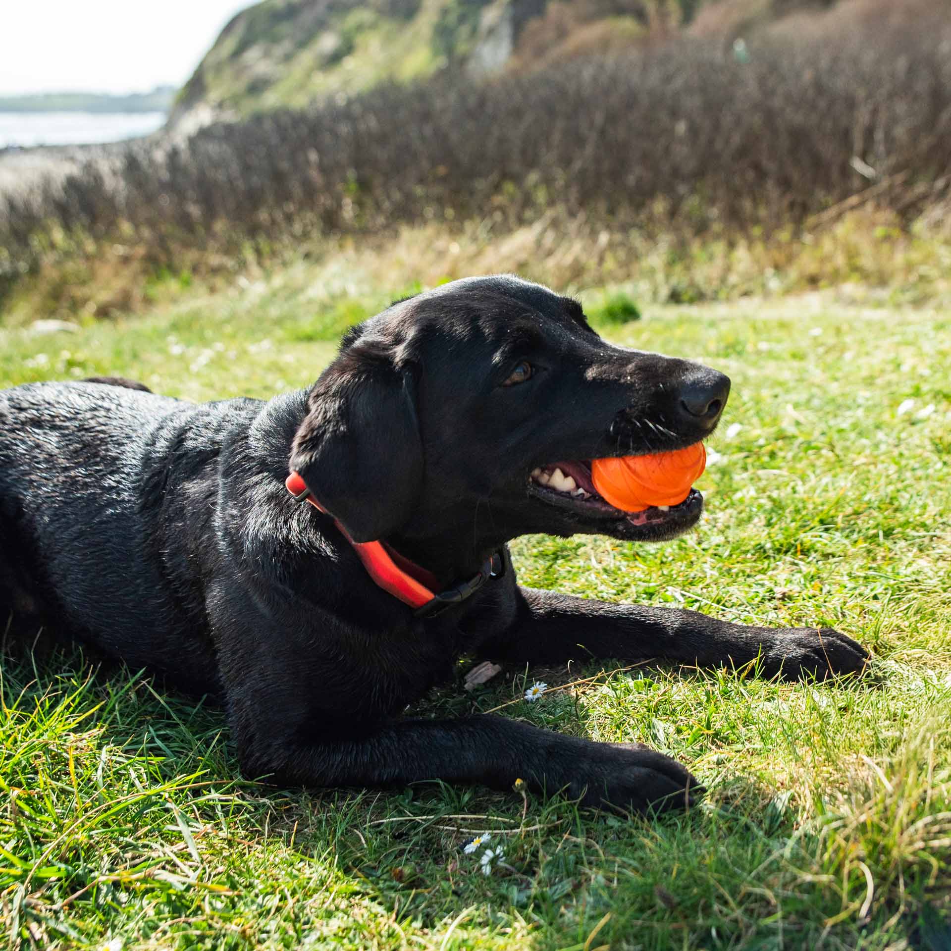 Dog Treat Ball Dispenser