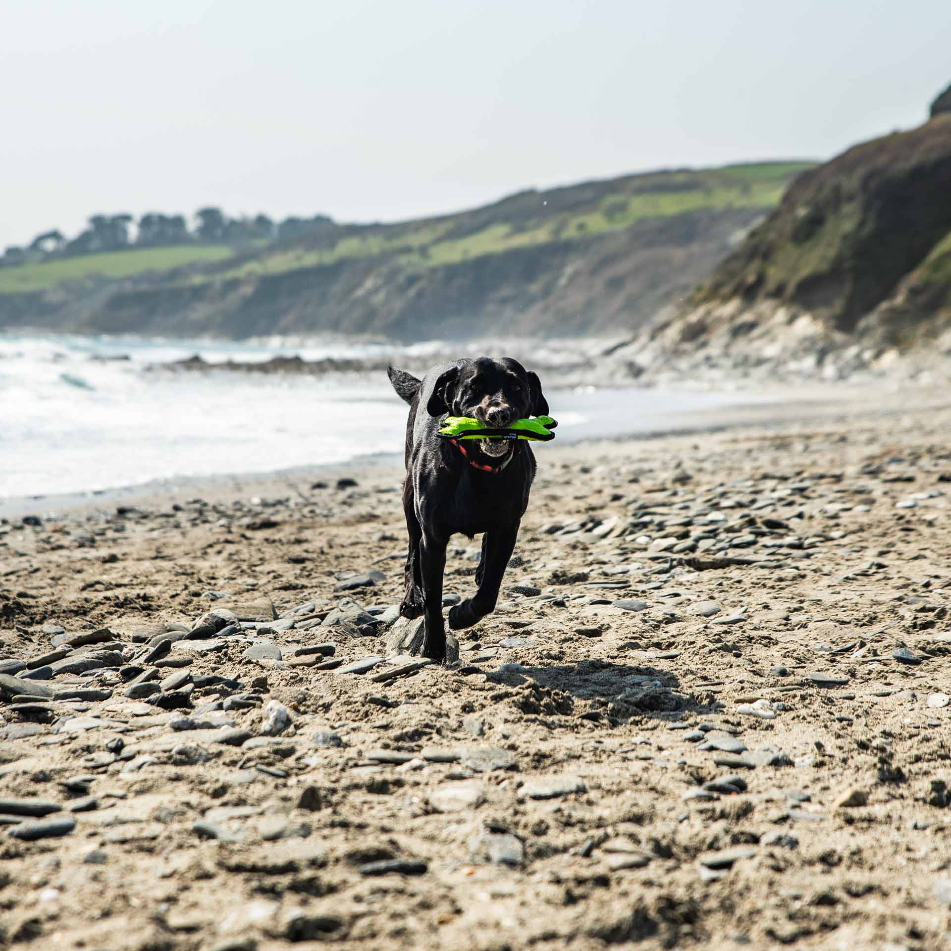 Rubber Bone Dog Toy - variant[Green]