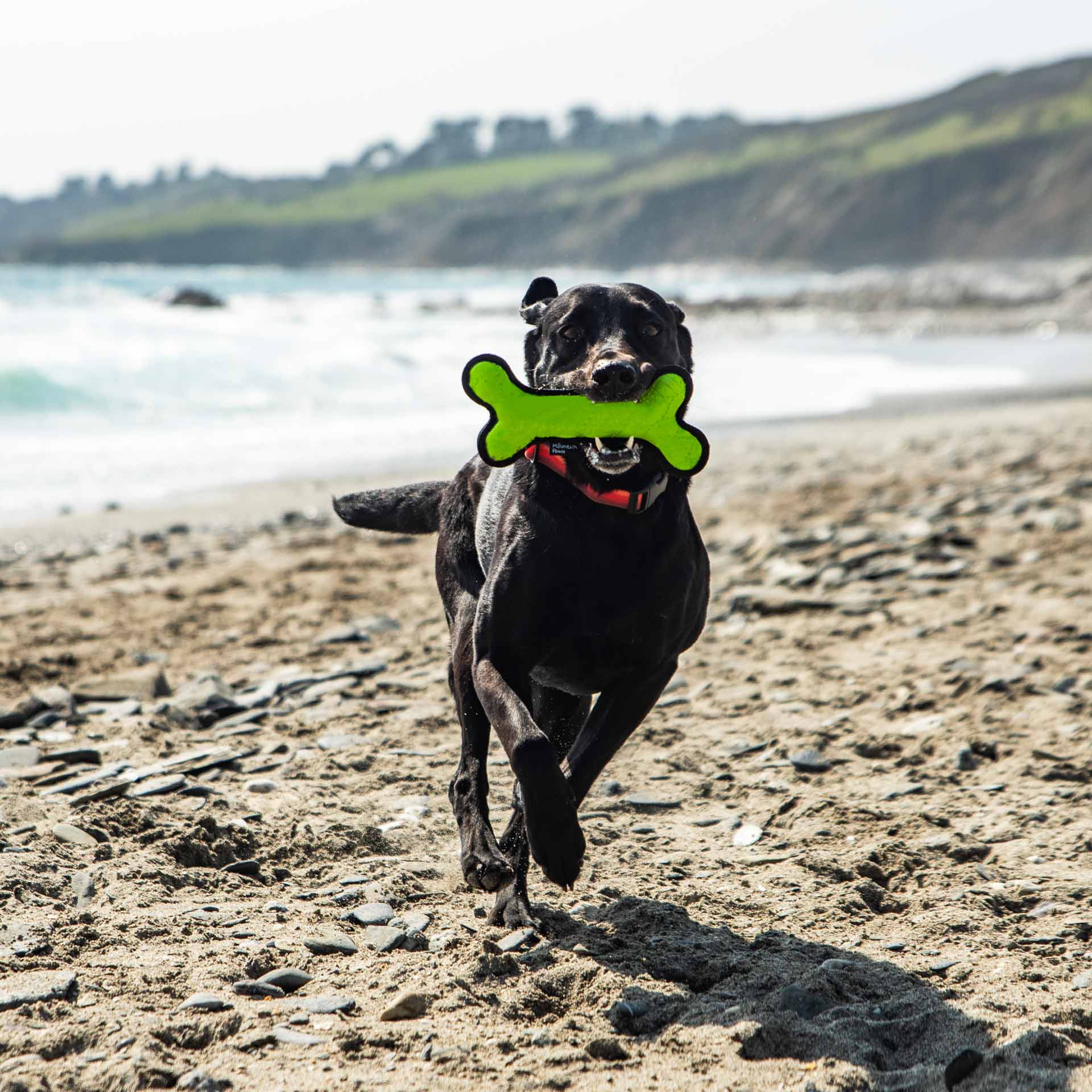 Rubber Bone Dog Toy - variant[Green]