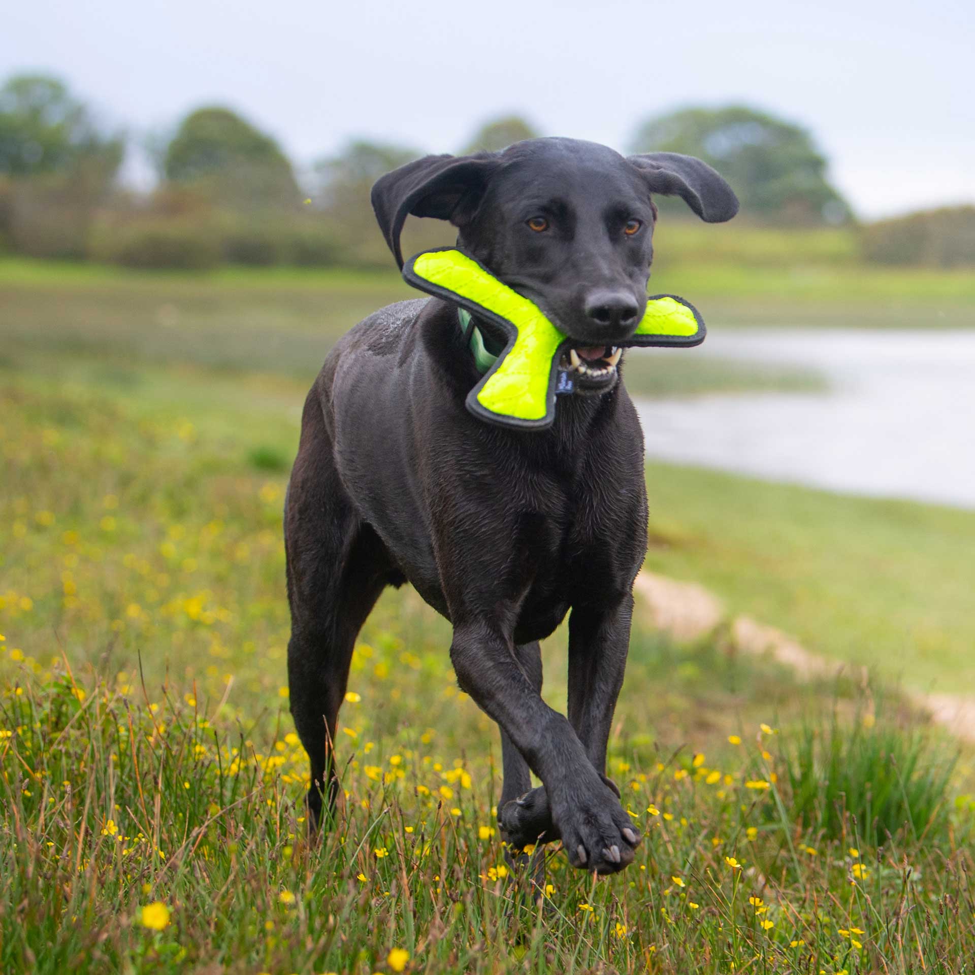 Rubber Throw Dog Toy - variant[Green]