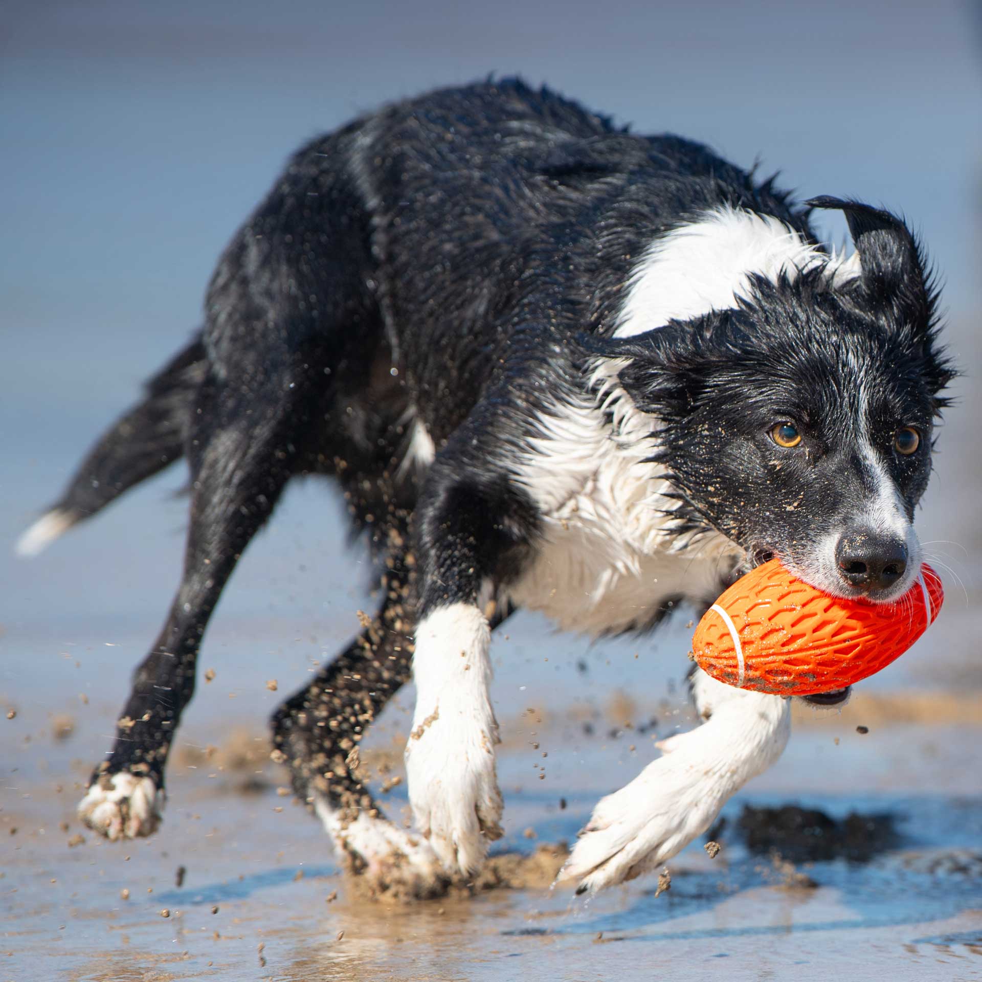 Rugby Ball Dog Toy