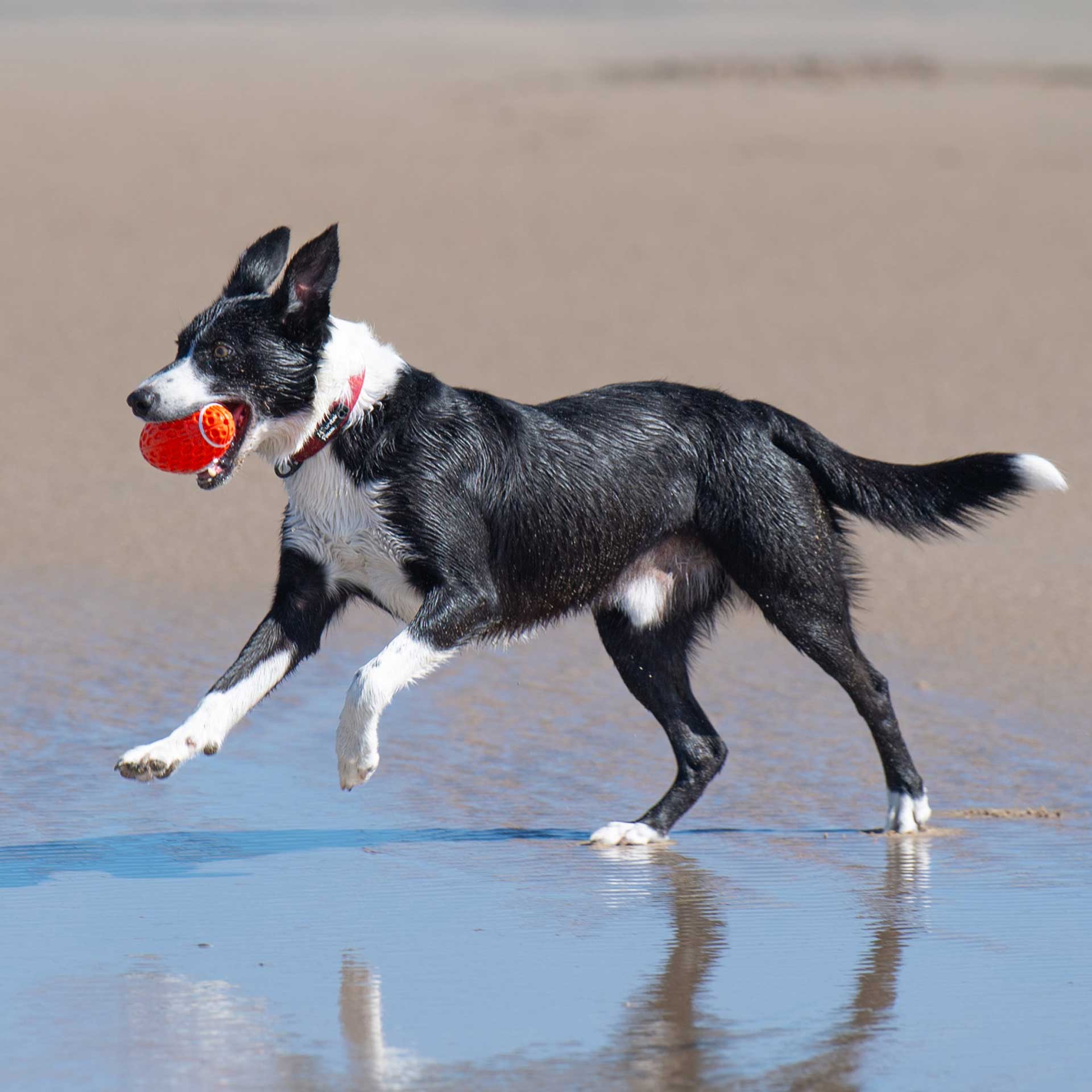Rugby Ball Dog Toy