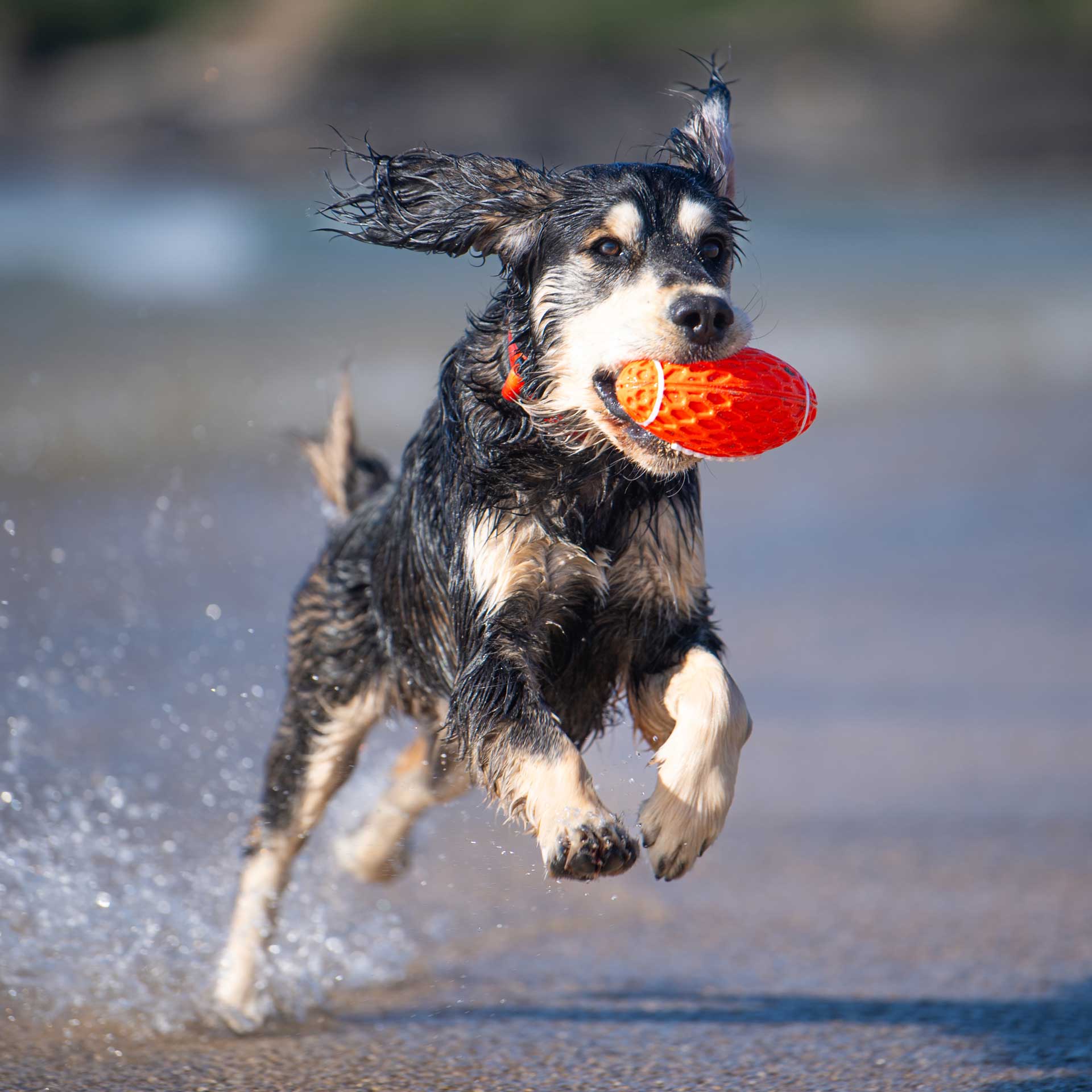 Rugby Ball Dog Toy