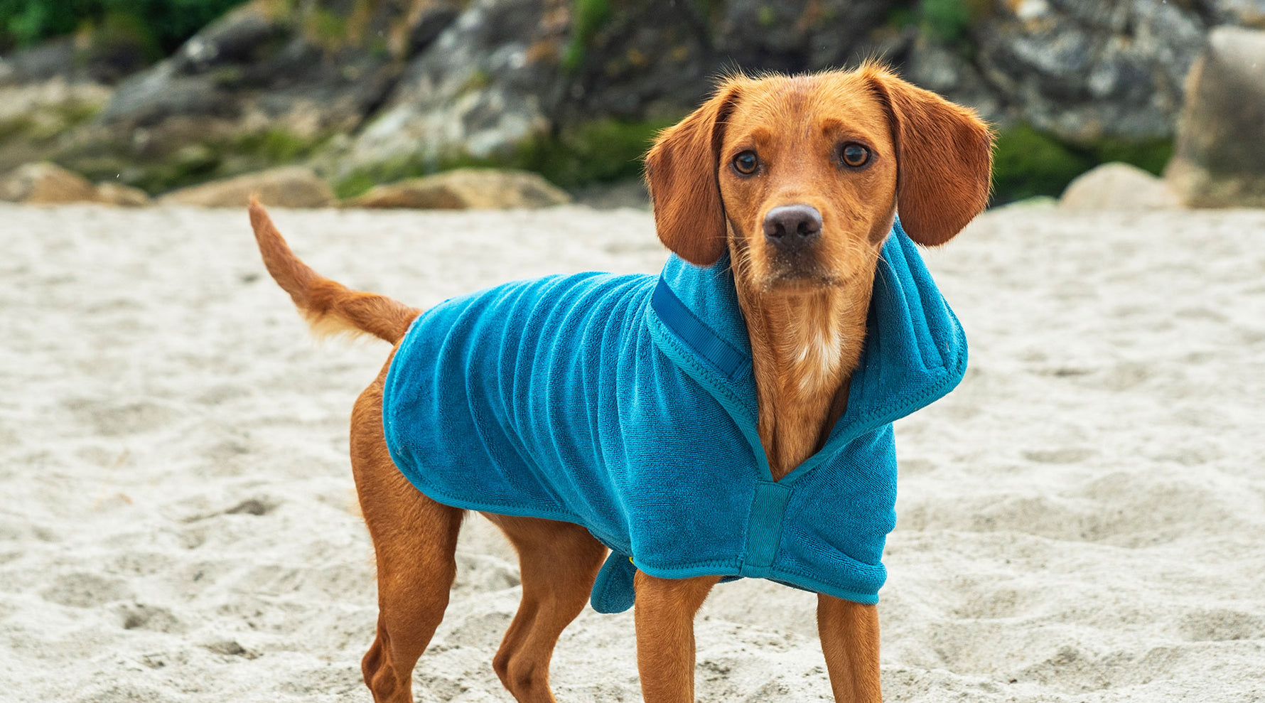 Dog Towels Coats Mountain Paws dog-towels-coats-mountain-paws