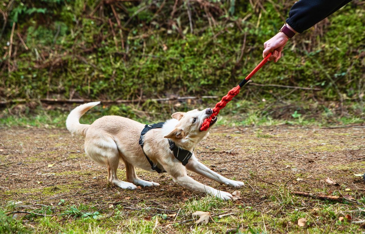 Light-coloured dog wearing a Mountain Paws harness playing tug of war with a red rope toy on a woodland trail.